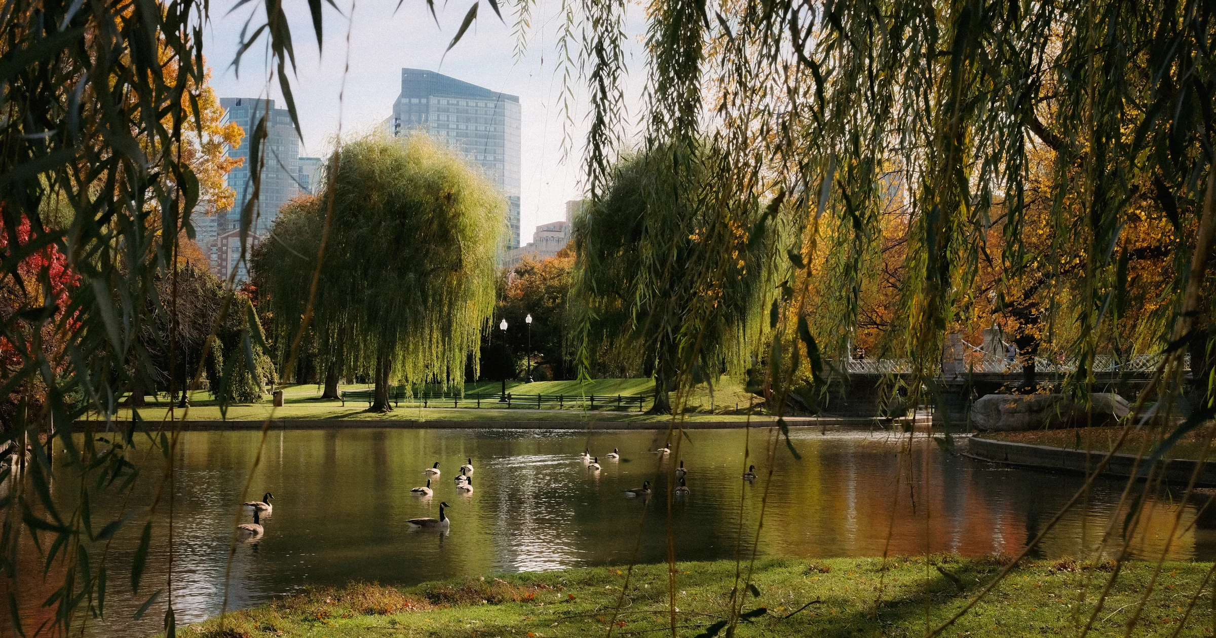 Misty morning in the Boston Public Garden