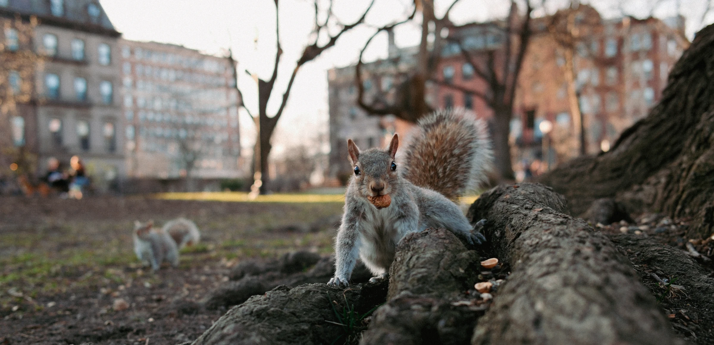 Squirrel eating in the Public Garden