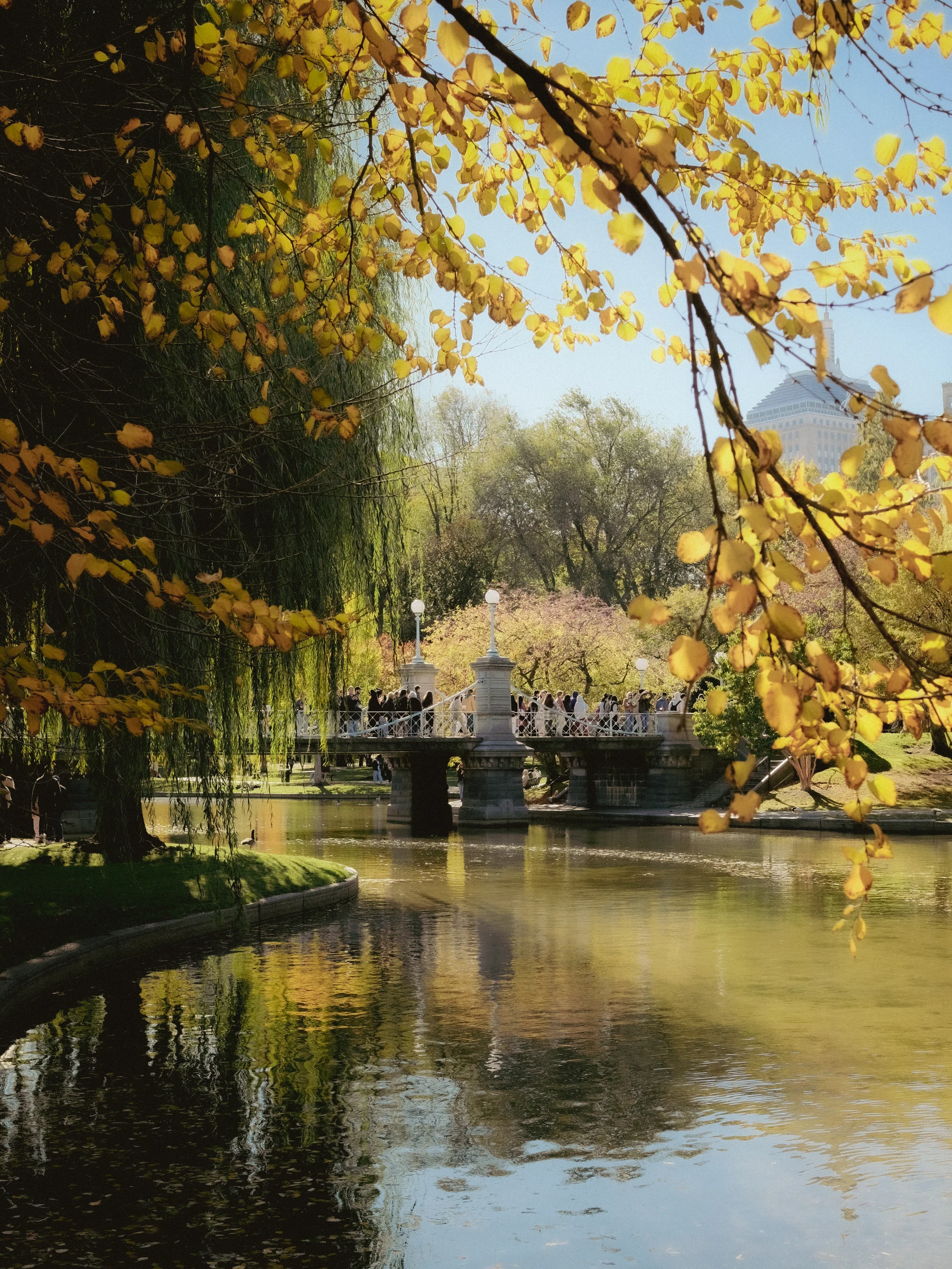 Golden autumn foliage in the Public Garden